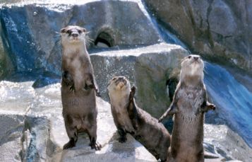 Otters 