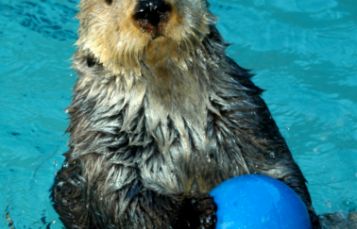 Otters 