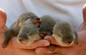 Otters 