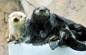 Otters 