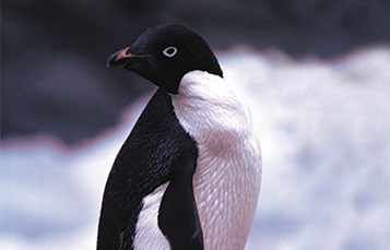 Adélie penguin