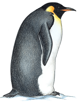 Emperor Penguin