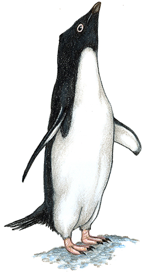 Adélie Penguin