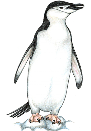 Chinstrap Penguin