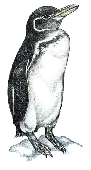 Galápagos Penguin