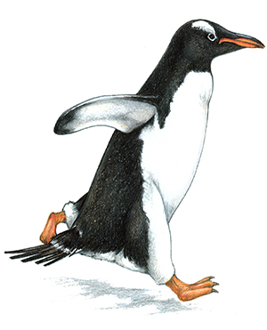 Gentoo Penguin