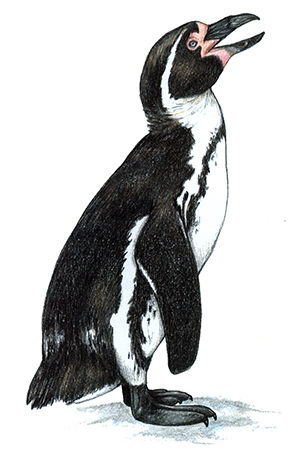 Humboldt Penguin