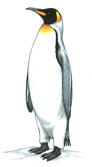 King Penguin