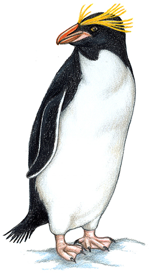 Macaroni Penguin