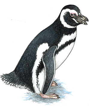 Magellanic Penguin