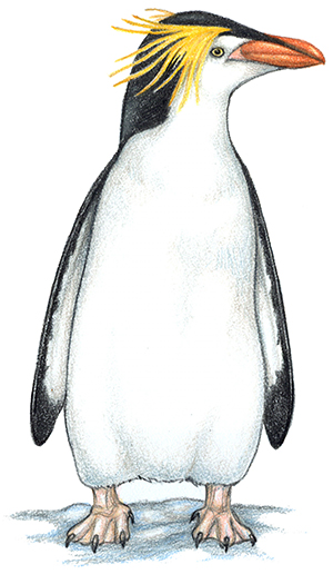 Royal Penguin