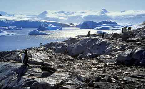 Gentoo penguins in Antarctica