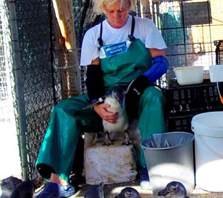SANCOBB penguin chick being cared for