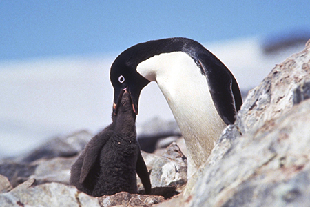Adélie penguin feeding chick
