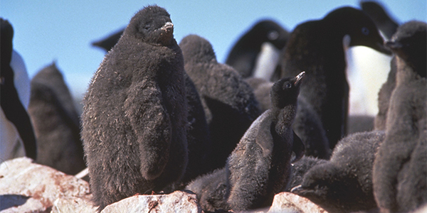 brown skua chick with king penguin chicks