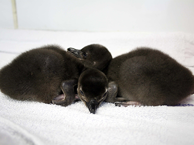 king penguin chicks