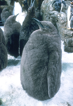 penguin chick