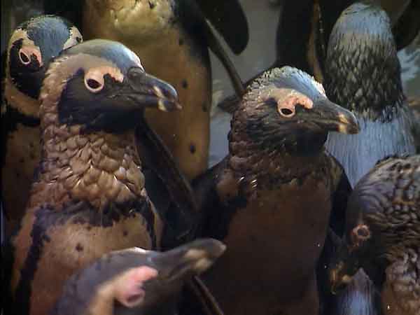 Oil-covered penguins