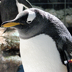 gentoo
