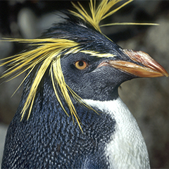 rockhopper