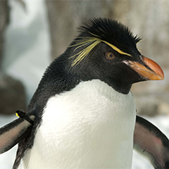 southern rockhopper