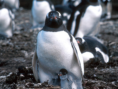 gentoo penguin and chick
