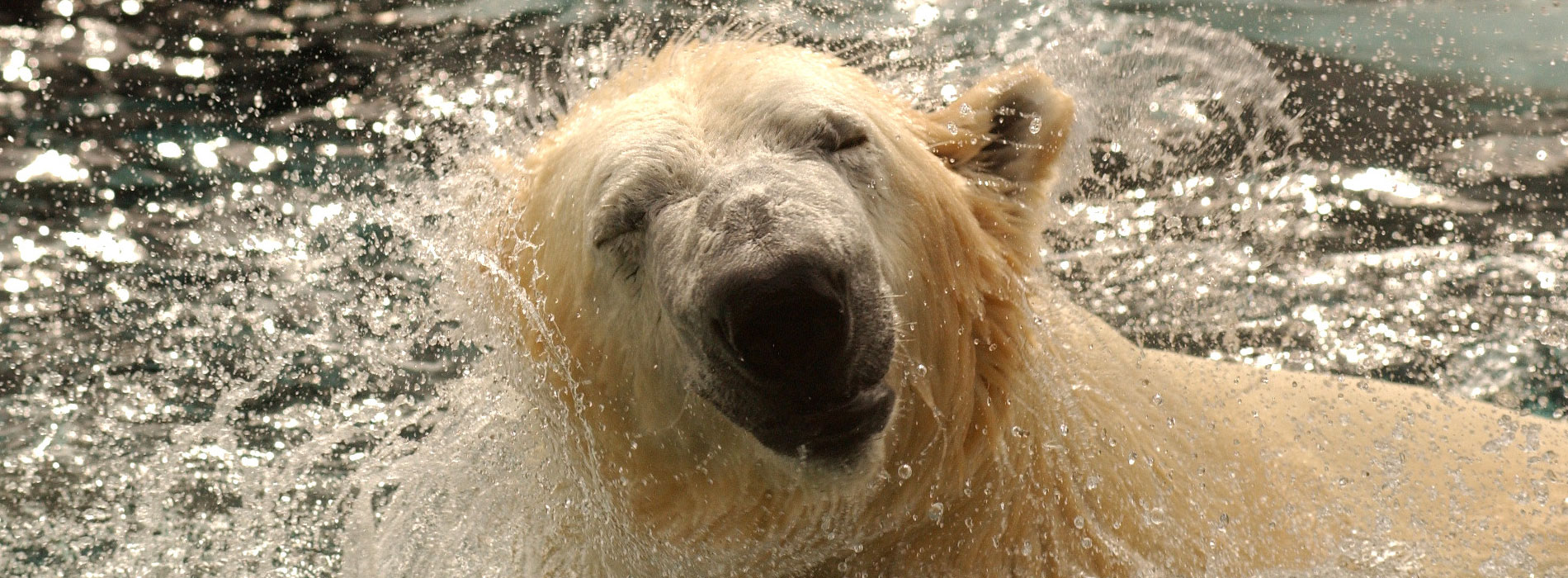 Polar Bear