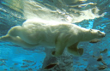 Polar Bear Swimming