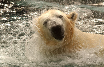 Polar Bear