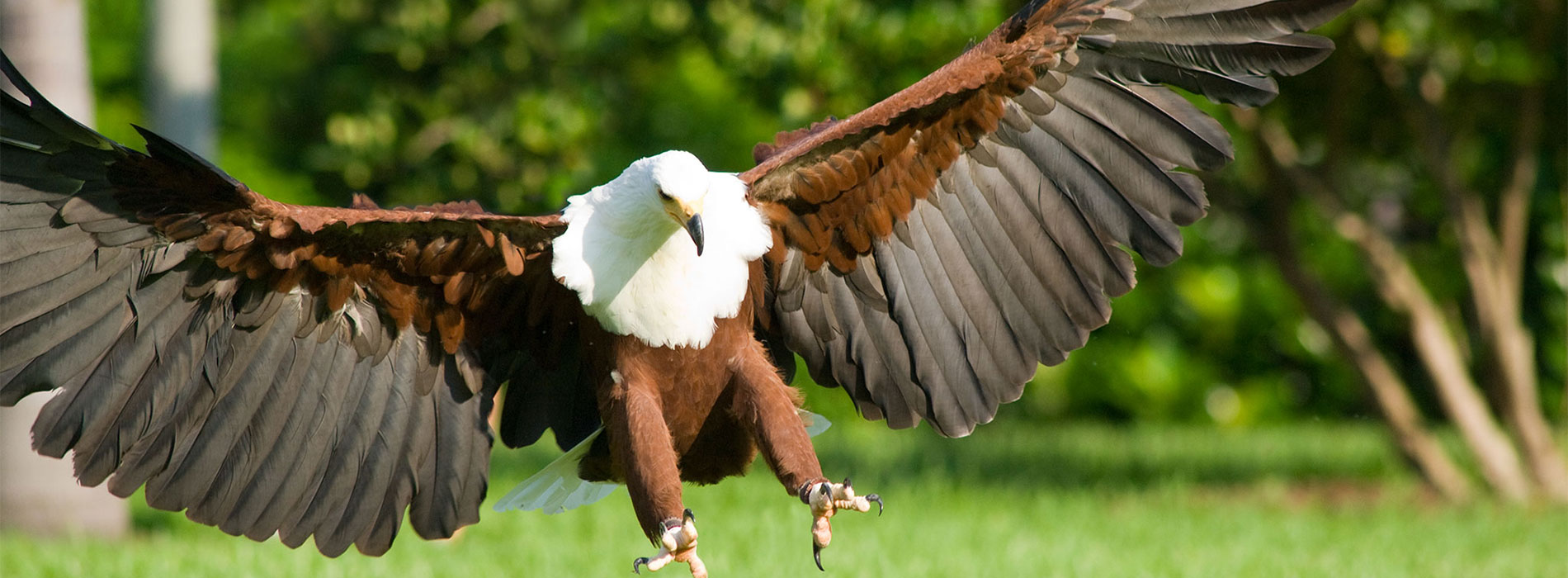Fish Eagle in flight