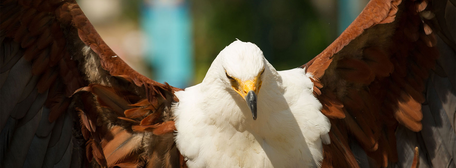 Fish eagle wing span