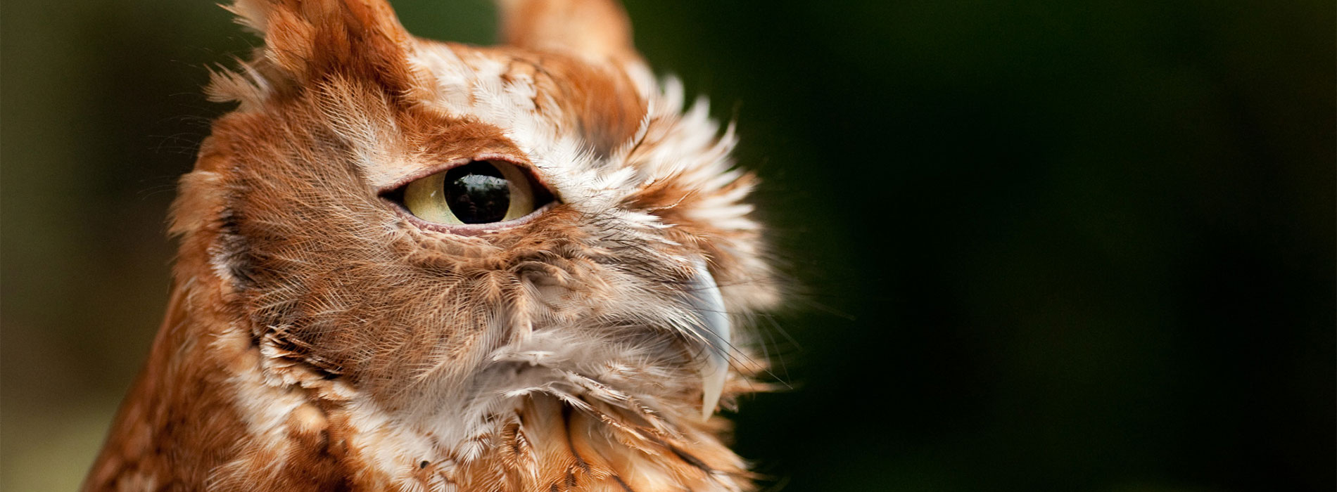 owl close up