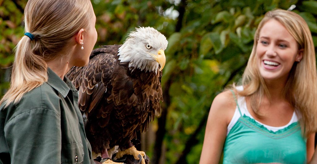 A zookeeper with an eagle