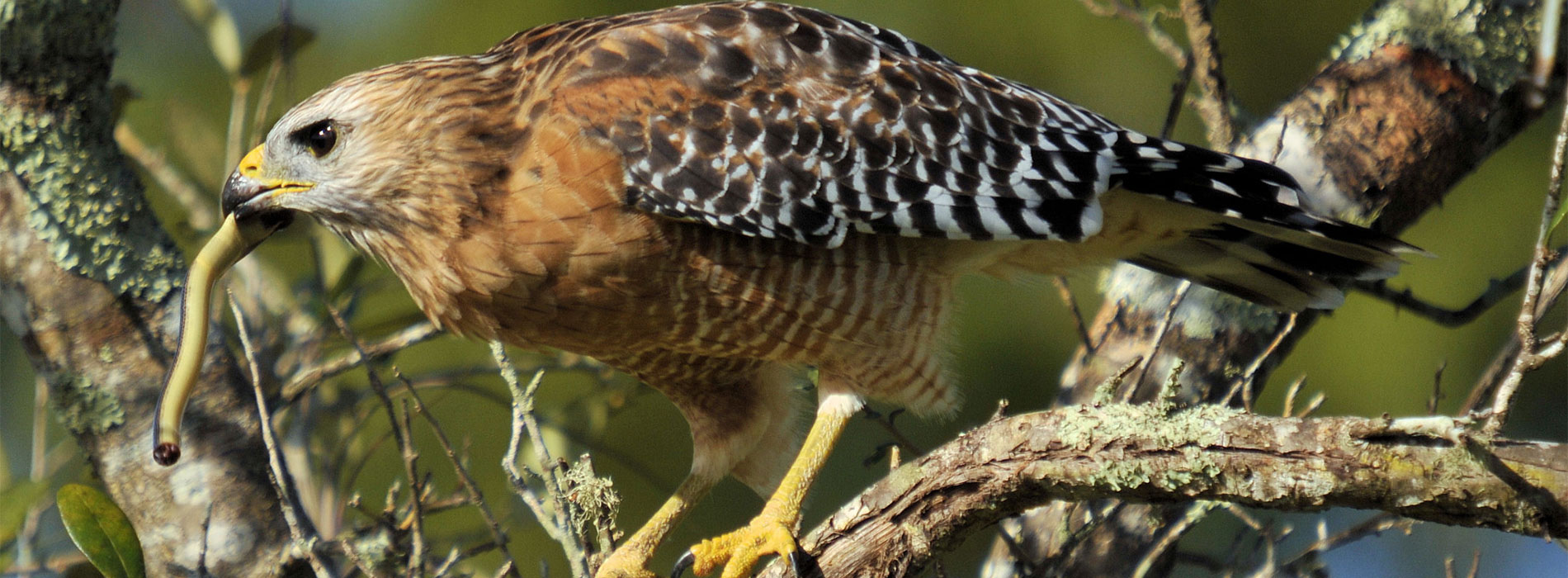 red shouldered hawk hunting