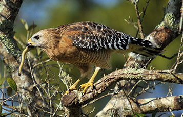 red shouldered hawk hunting