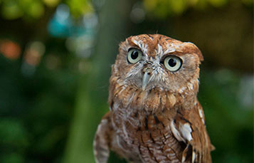 screech owl