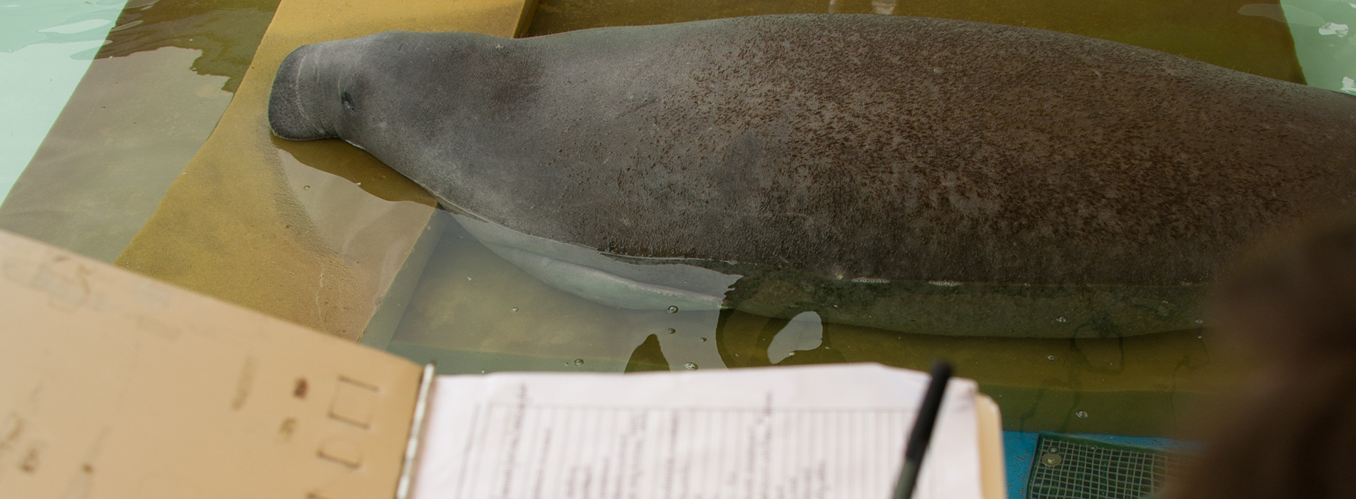 Manatee examination