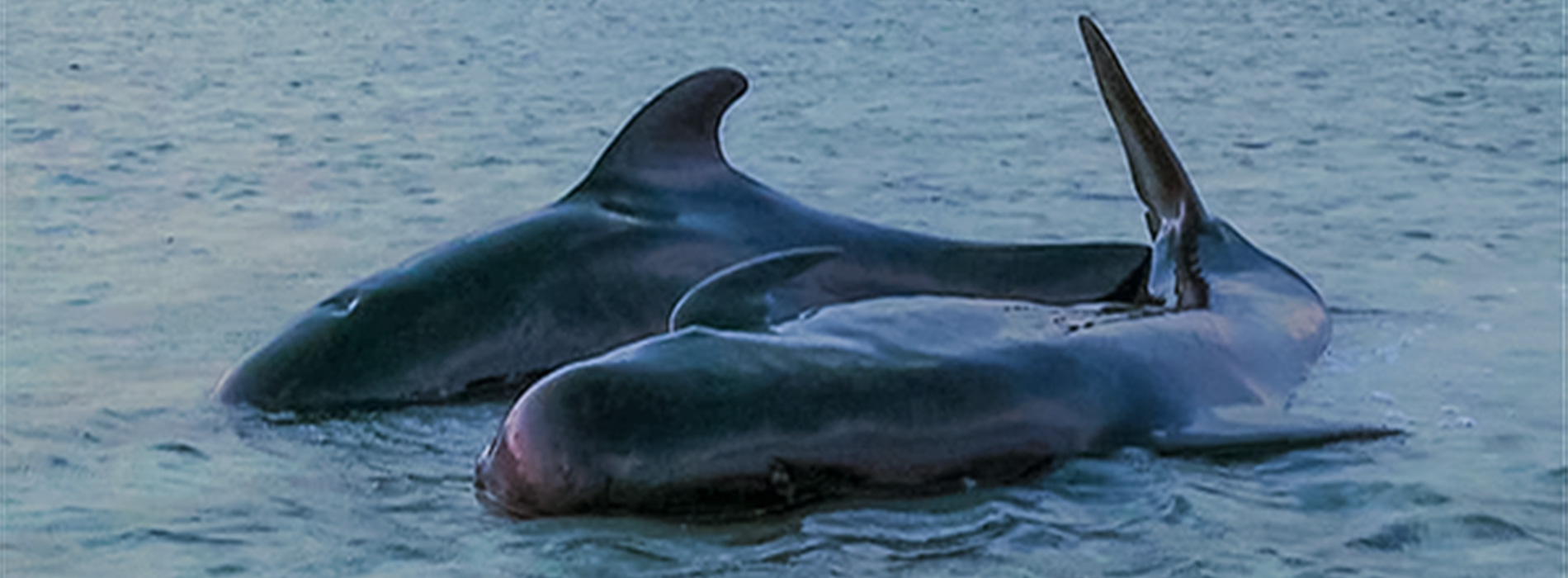 Two pilot whales