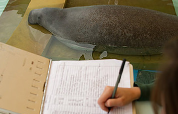 Observations on a manatee