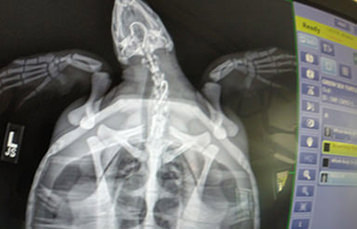 X-ray of turtle