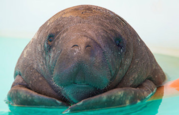 Manatee