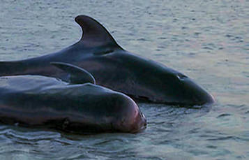 Two pilot whales