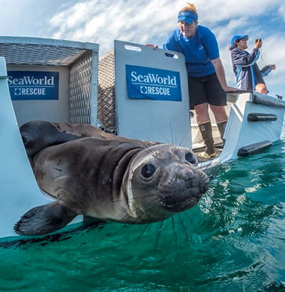 A seal is released into the water