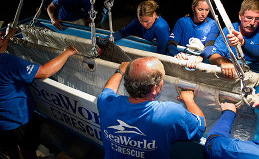 A rescue team moves a large animal in a crane-supported sling