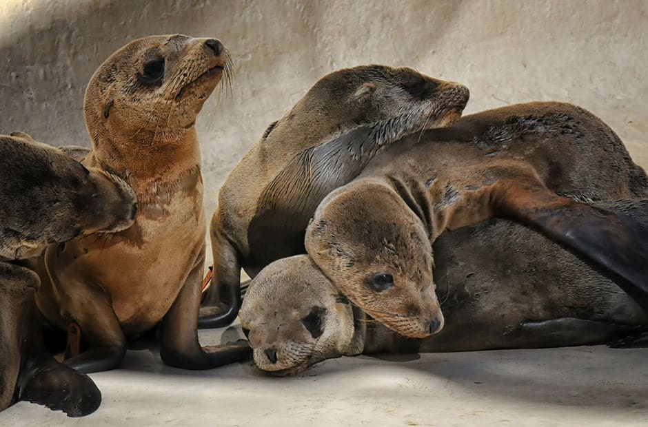 A group of seals lie on one another