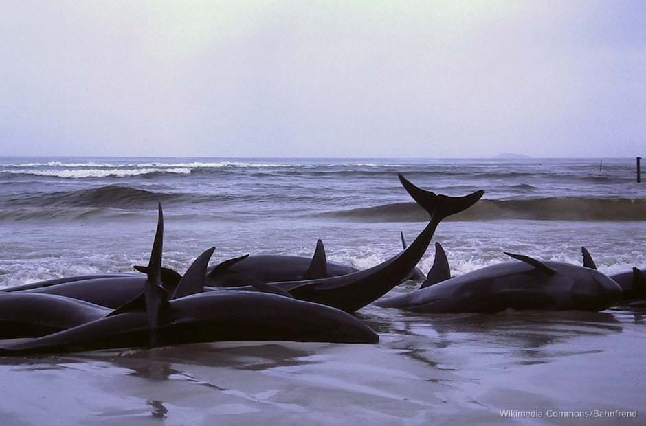 A large group of stranded dolphins on a beach