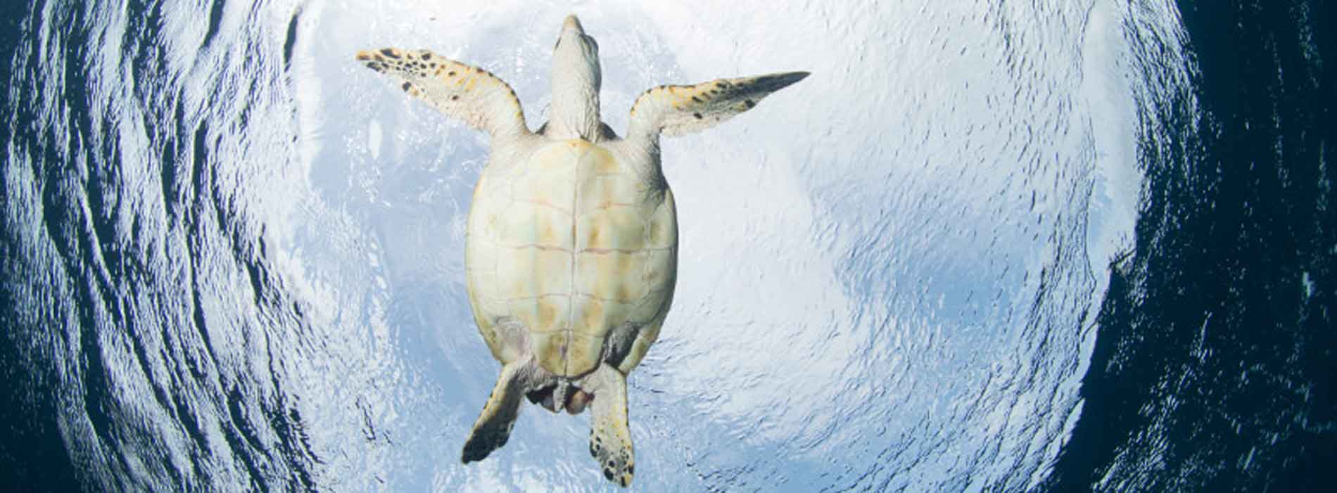 Sea turtle swimming