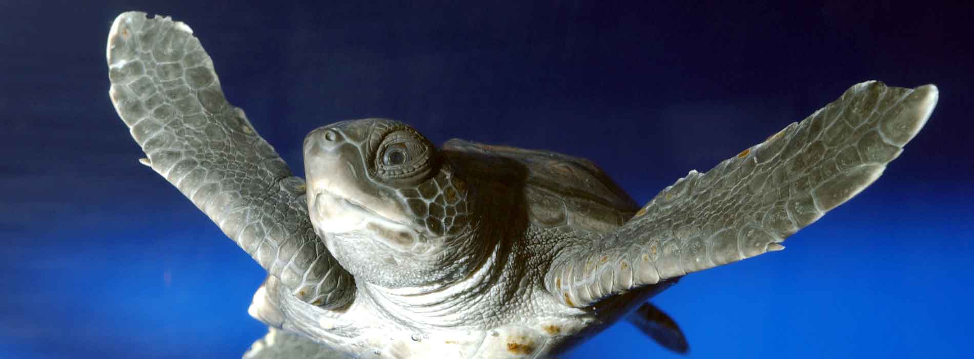 Sea turtle hatchling swimming