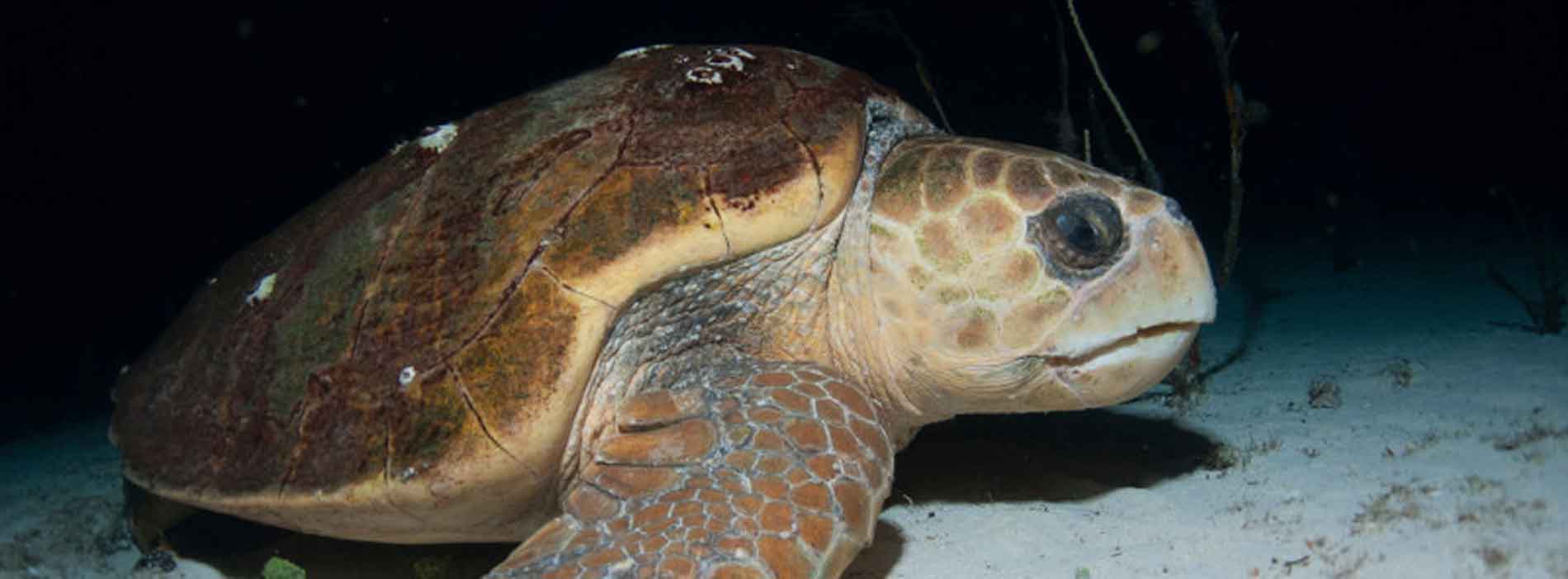 Sea turtle resting on the bottom
