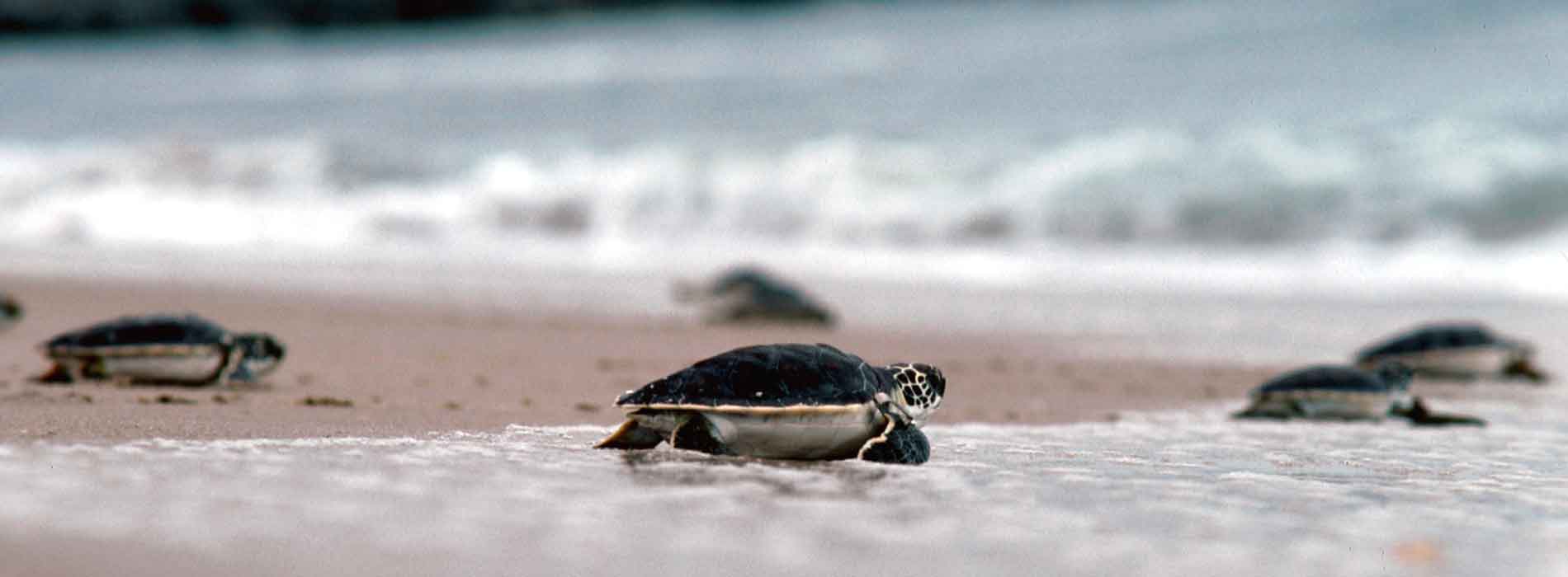Sea turtle hatchlings scurry to the water